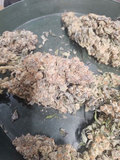 3 Cannabis Bucking